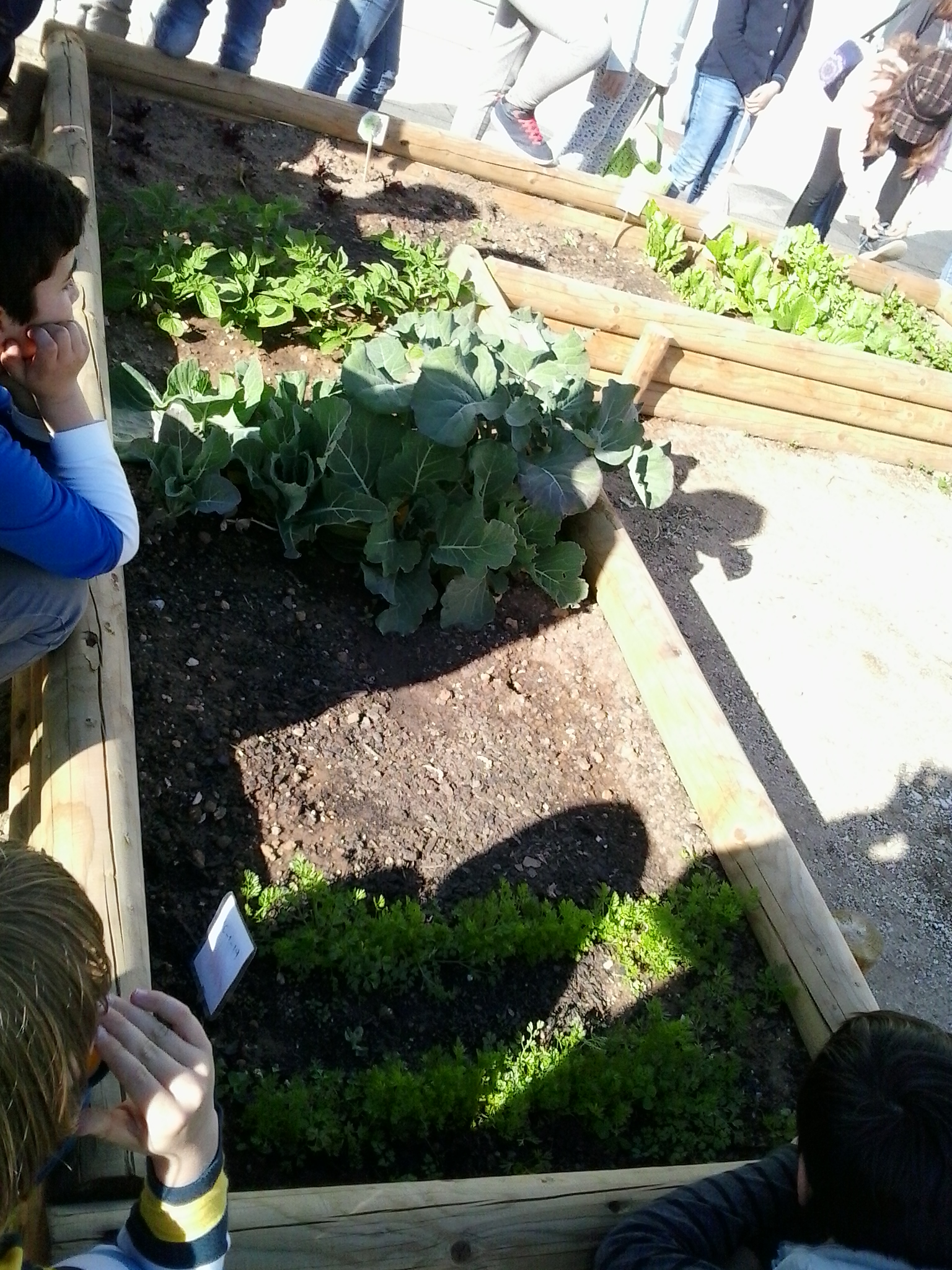 Os legumes da sala Verde estão crescidos.jpg